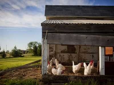 Big Chicken House - Brisbane