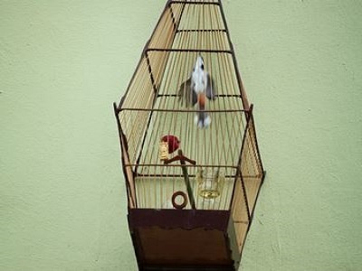 Bird Cages - Adelaide