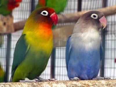 Bird Cages - Sydney - Coops and Cages