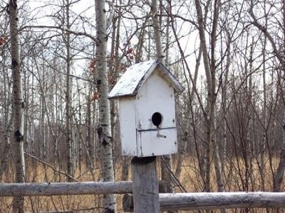 Bird Cages