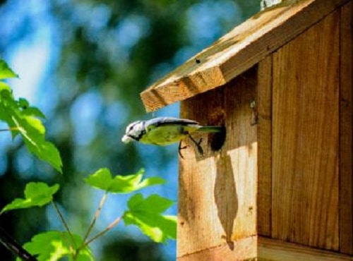Bird Enclosure Outside House