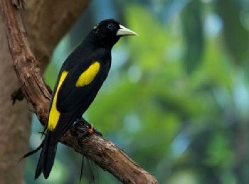 Black With Yellow Bird