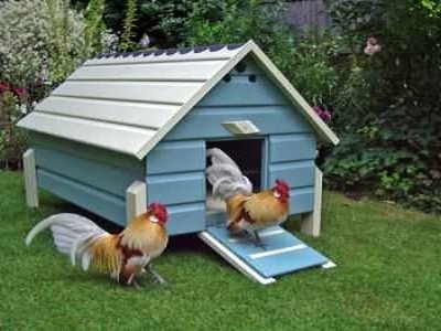 Blue Chicken Sheds