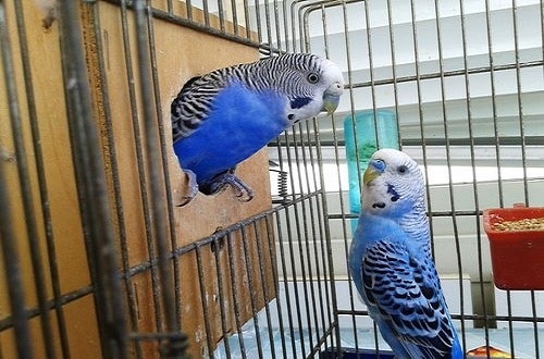 Blue Parrot Inside Bird House