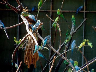 Brisbane Bird Cages