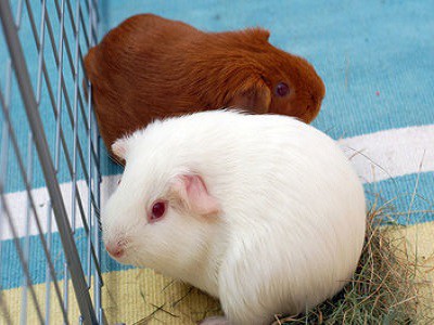 Brisbane Guinea Pigs