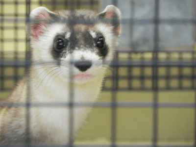 Cages for Pet Ferrets - Adelaide