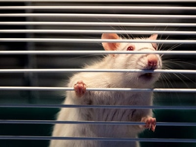 Caring After your Pet Rats - Perth