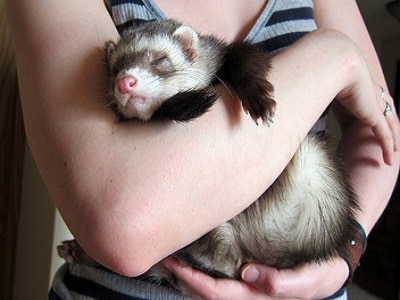 Caring after your Ferrets