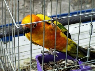 Caring for Pet Birds - Adelaide