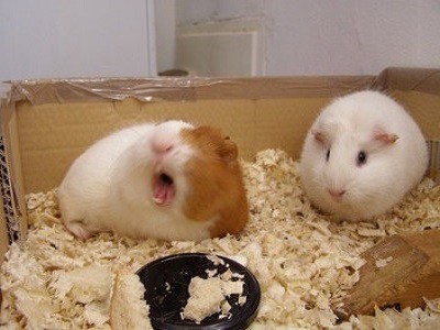 Caring for your Guinea Pigs