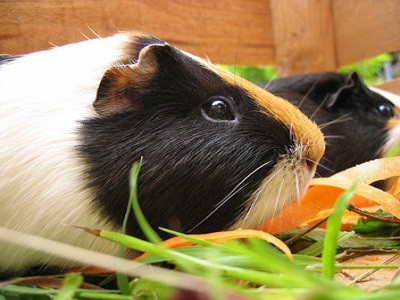 Caring for your Guinea Pigs