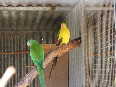 Caring for your Pet Birds - Brisbane