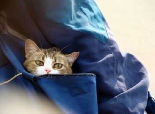 Cat Inside Carrier