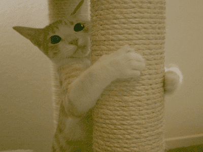 Cat Scratching Posts - Adelaide