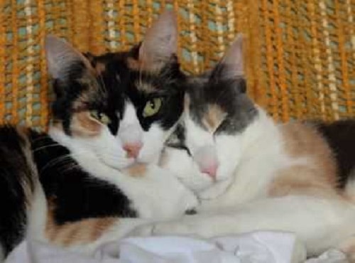 Cats Lying Inside Cat Cage