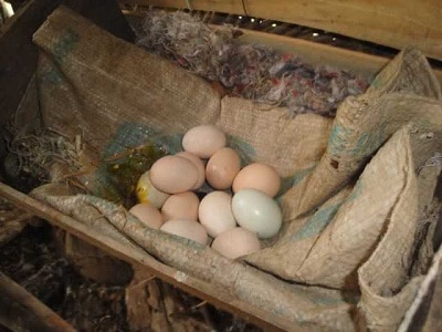 Chicken Eggs in Coop