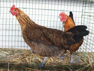 Chicken Enclosure With Good Air Ventilation