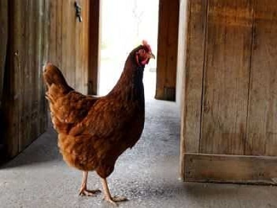 Chicken Inside Chicken Sheds