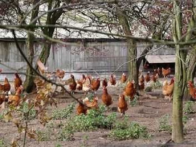 Chicken Sheds In Backyard