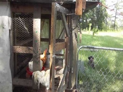 Chickens inside Coop