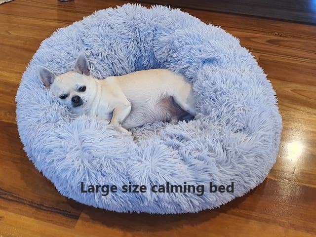 Chihuahua-on-Large-Calming-Dog-Bed