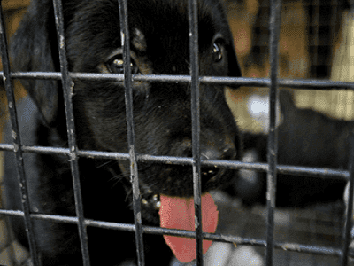 Dog Cages - Brisbane