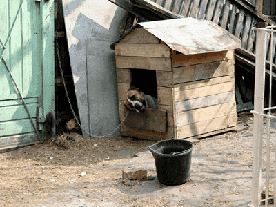 Dog Kennel - Perth