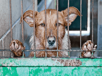 Dog Kennels - Adelaide