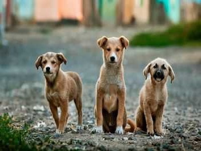 Dogs Playing Outside