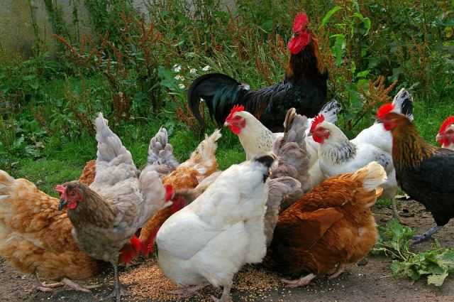 Feeding Chickens In Sydney