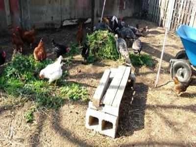Feeding Chickens in Backyard