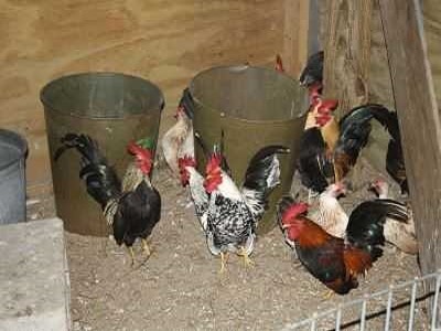 Feeding Hens Inside Coop