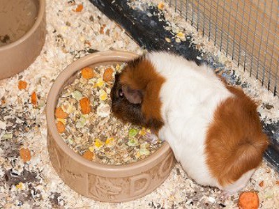 Feeding your Guinea Pigs