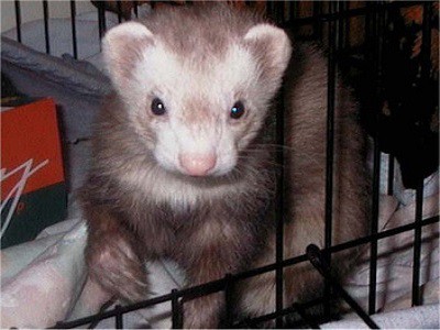 Ferret Cages - Brisbane