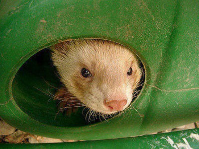 Ferret Cages - Melbourne