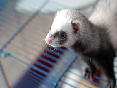 Ferret Cages - Perth