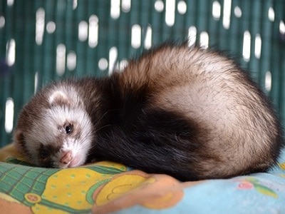 Ferret Cages in Perth