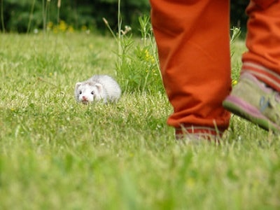 Ferrets - Brisbane