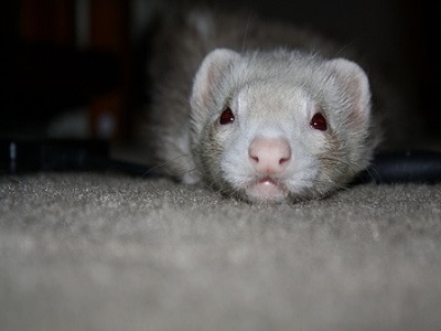 Ferrets Coops and Cages