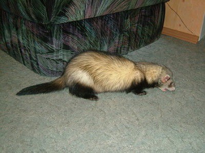 Ferrets - Sydney