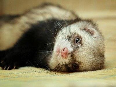 ferrets for sale australia