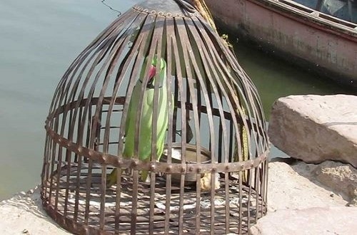 Green Parrot Inside Parrot Cage
