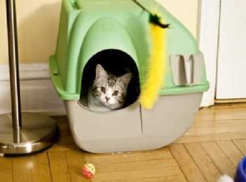 Green Portable Cat Carrier