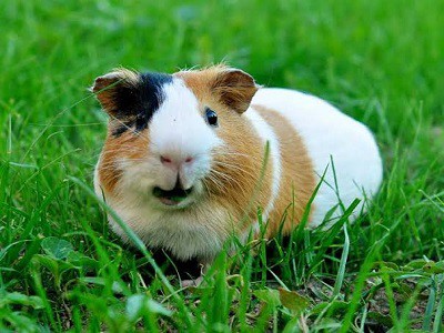 Guinea Pig Background