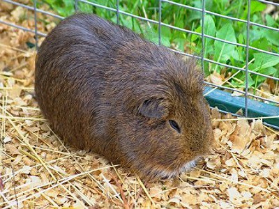 Guinea Pig Cages - Brisbane