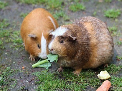 Guinea Pig Hutch - Adelaide