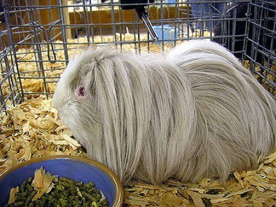 Guinea Pigs