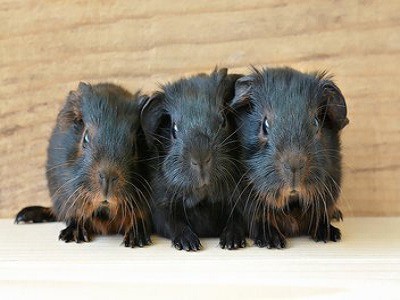 Guinea Pigs