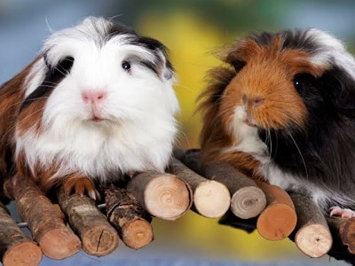 Guinea Pigs